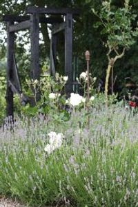 de oude hoefstal achter de rozen en lavendel