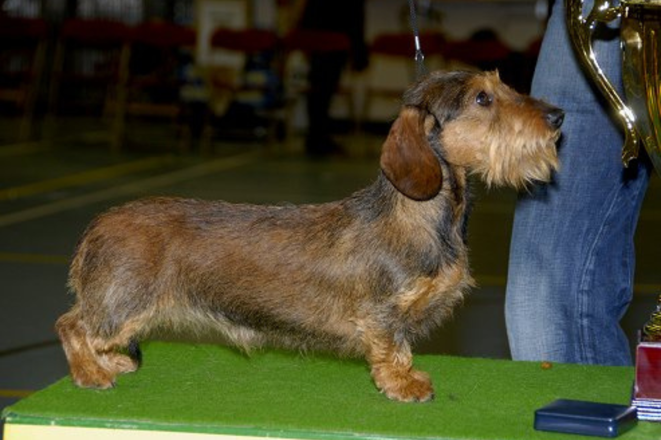 Belle Fleure van de Hoefstal