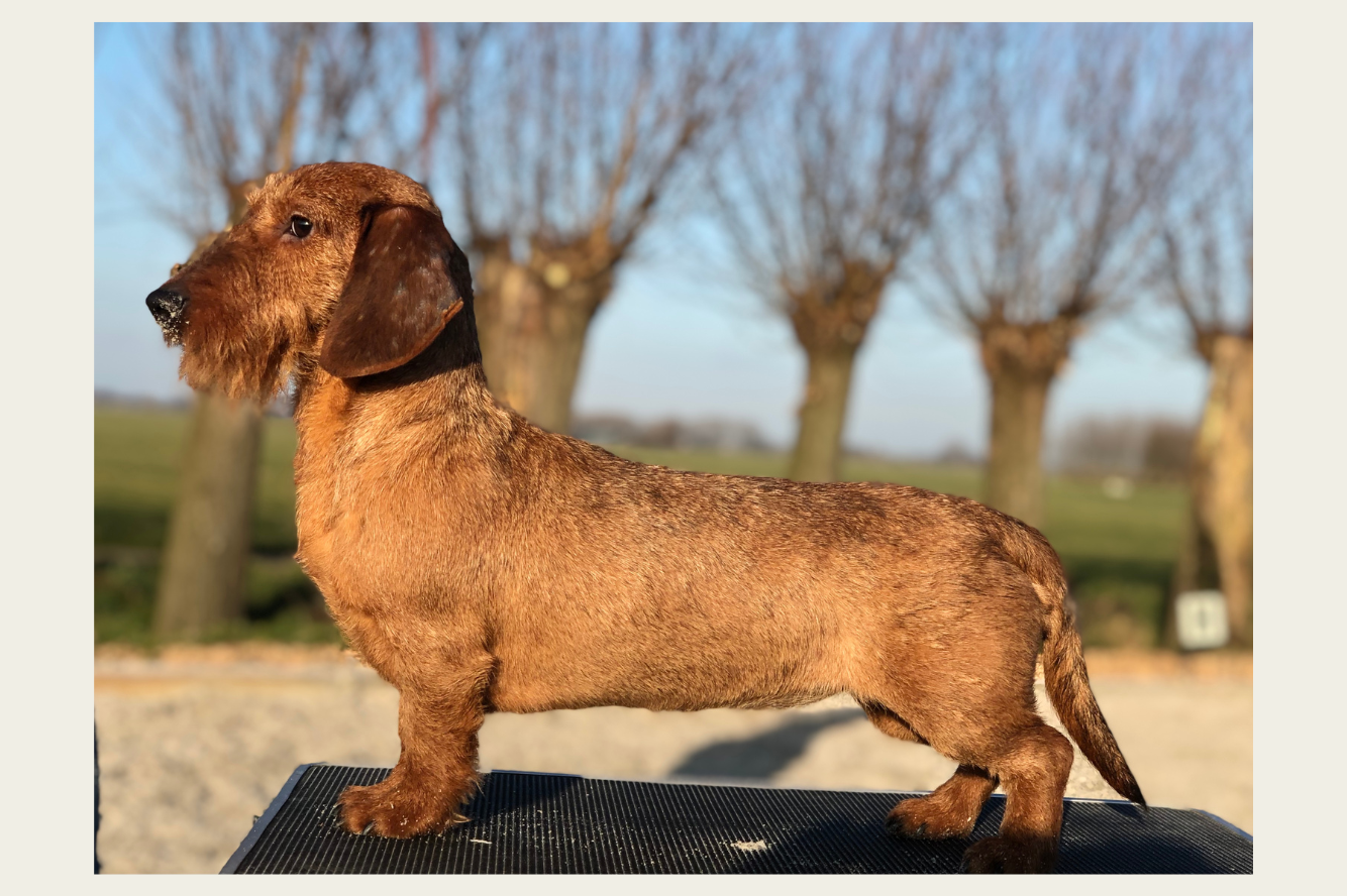 Marie van de Hoefstal