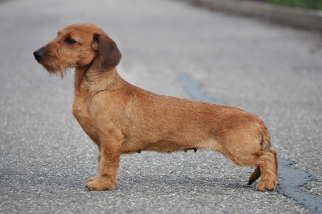 Dorethe van de Hoefstal