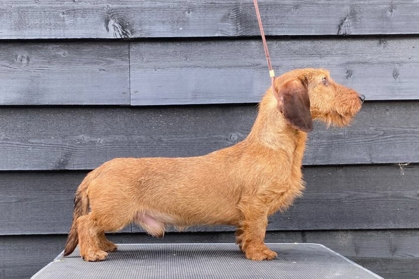 Blanc Rivage van de Hoefstal