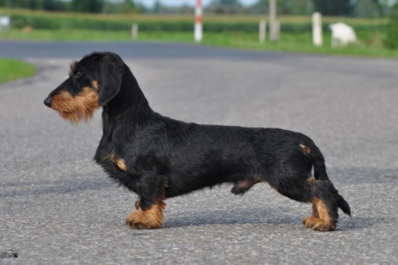 Energy Elegance Orion van de Hoefstal