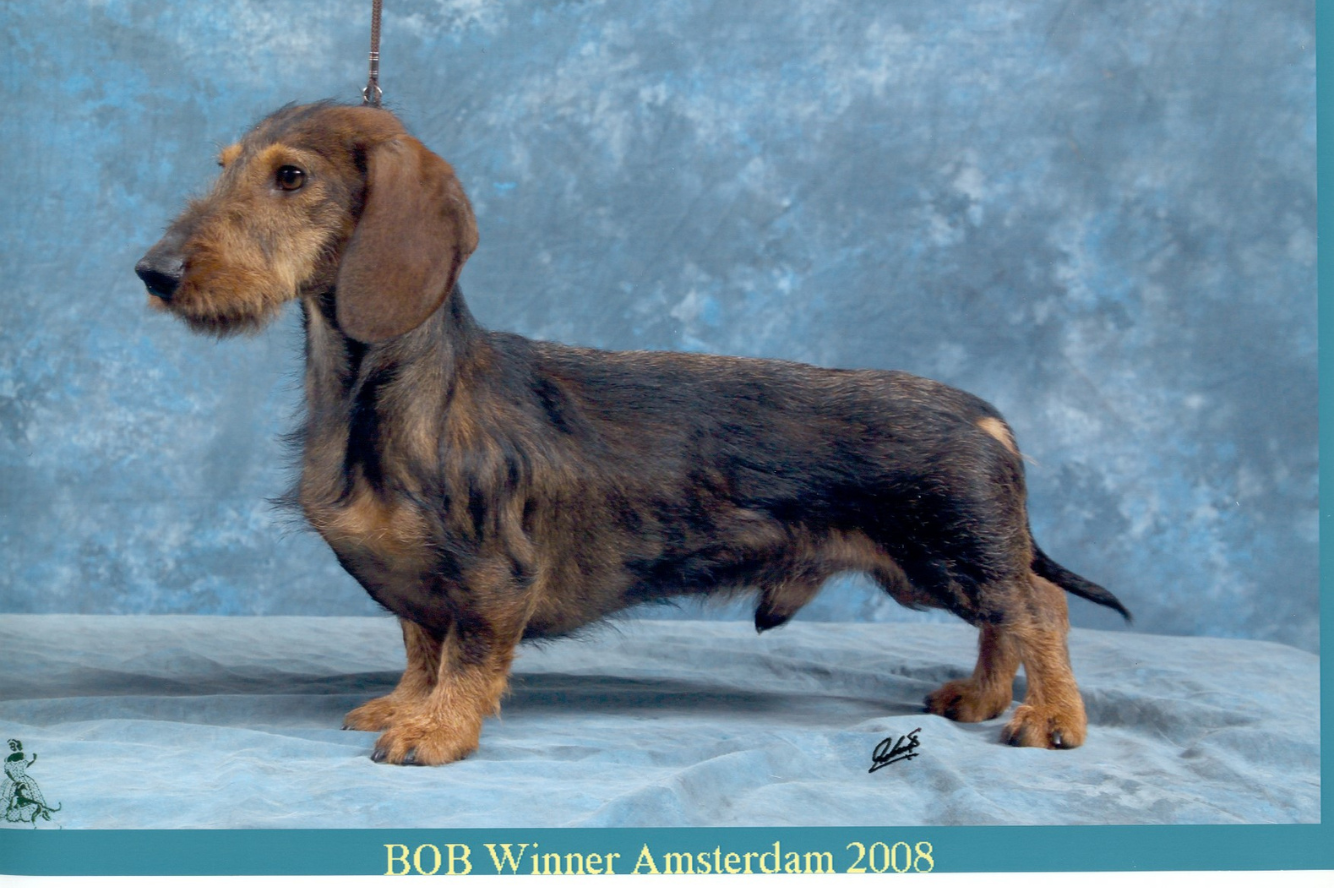 Golden Delicious van de Hoefstal