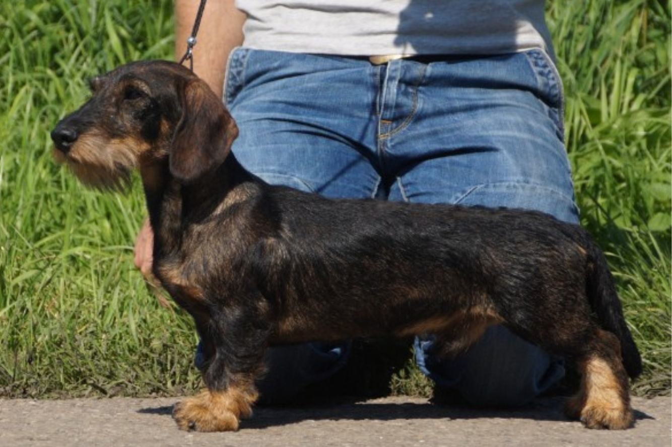 Krunch de Breve vd Hoefstal