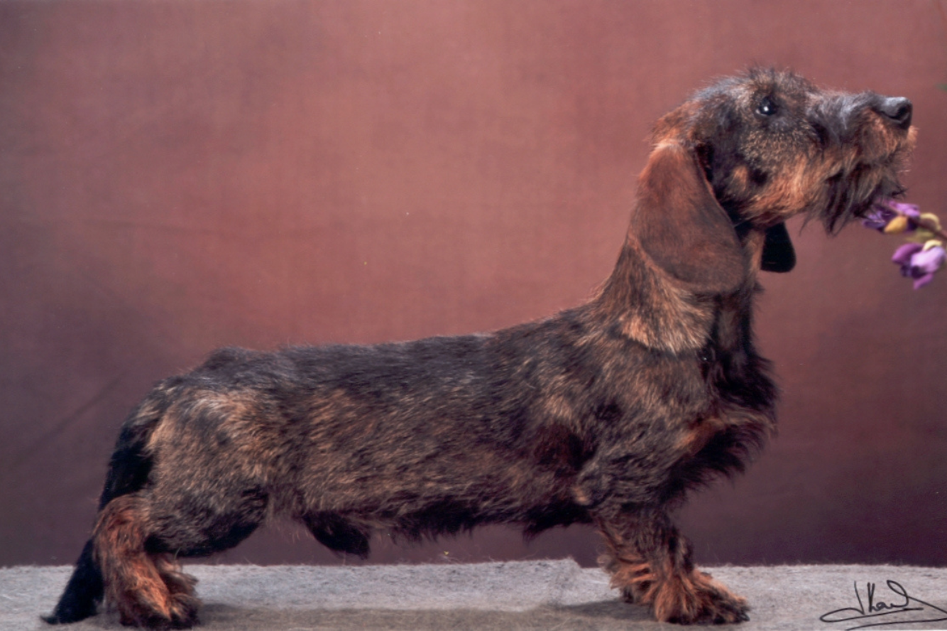 Troublemaker Vitoraz van de Hoefstal