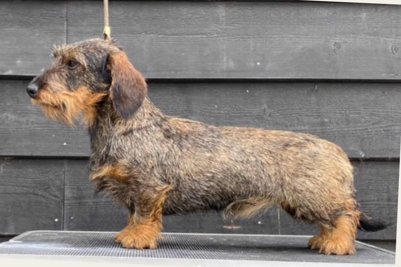 Marie van de Hoefstal