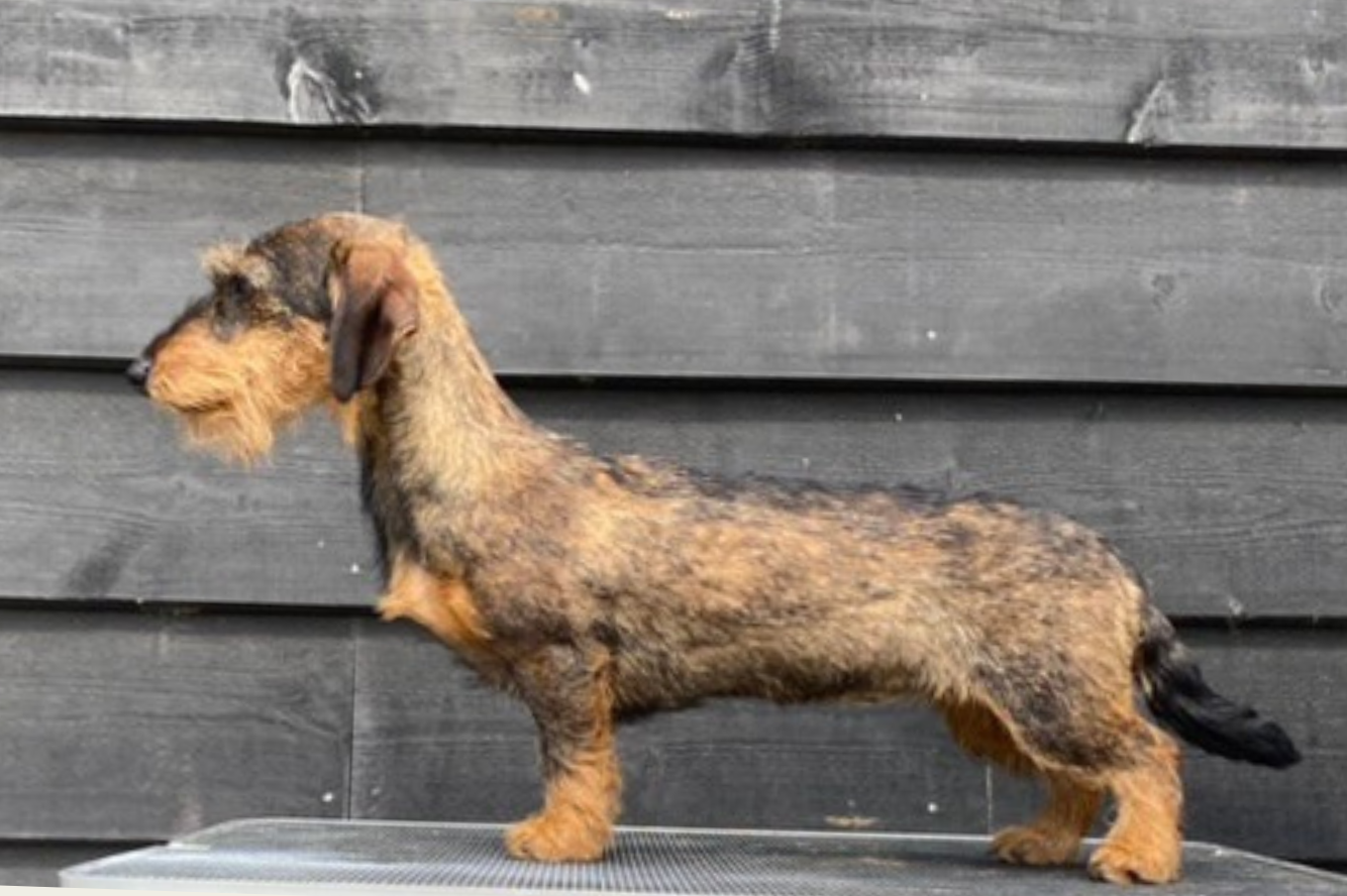 Ushra van de Hoefstal