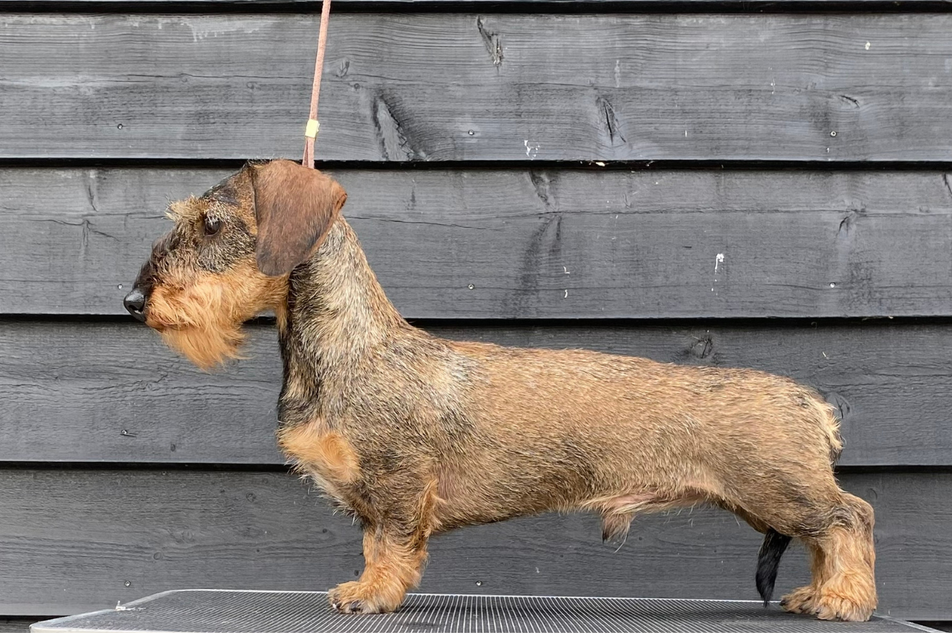 Glamourdale van de Hoefstal