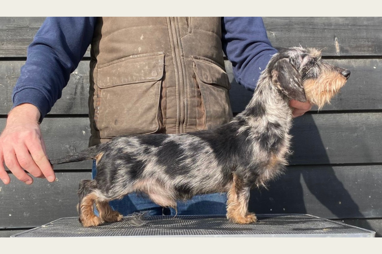 Just Wimphof van de Hoefstal