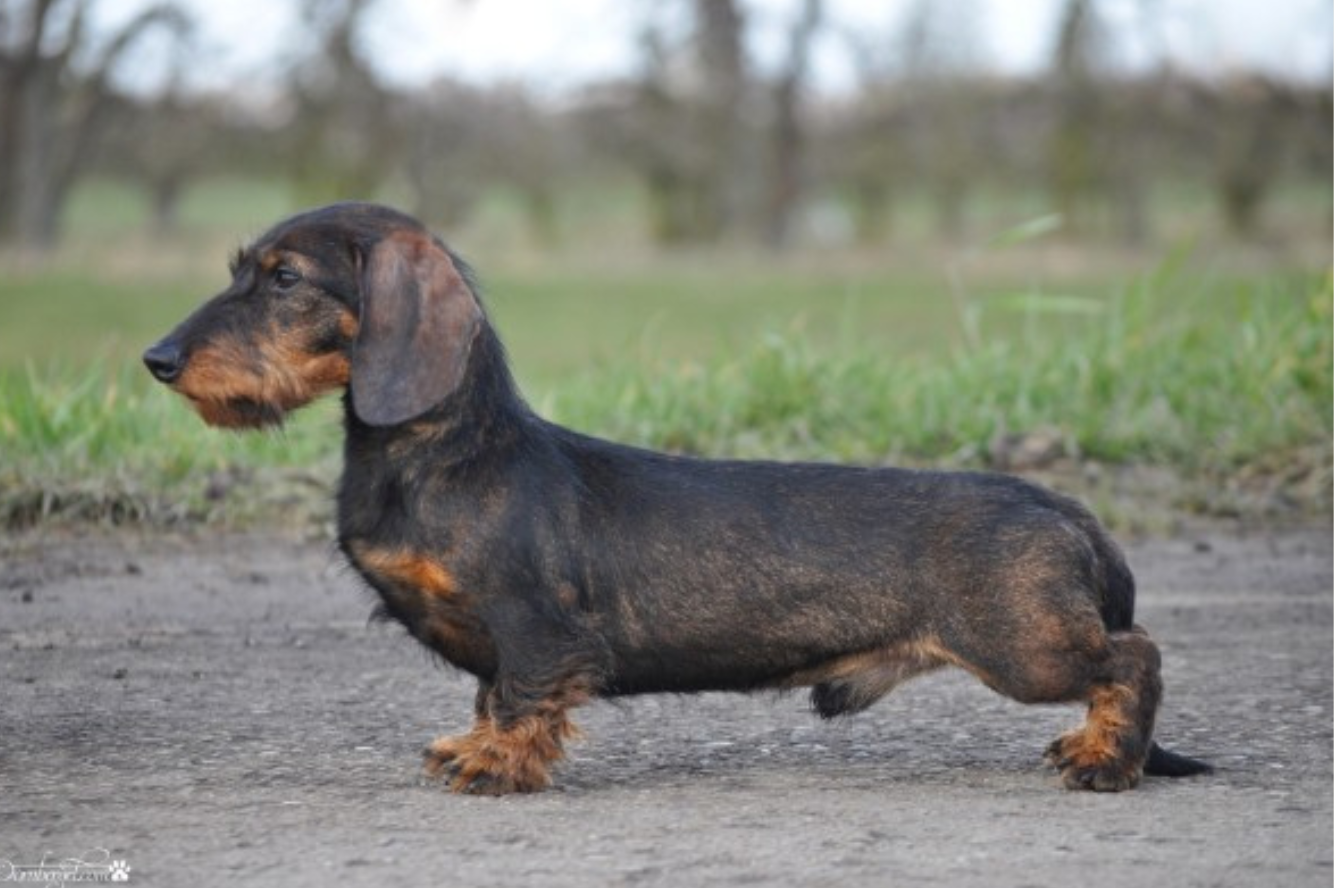 Orion van de Hoefstal