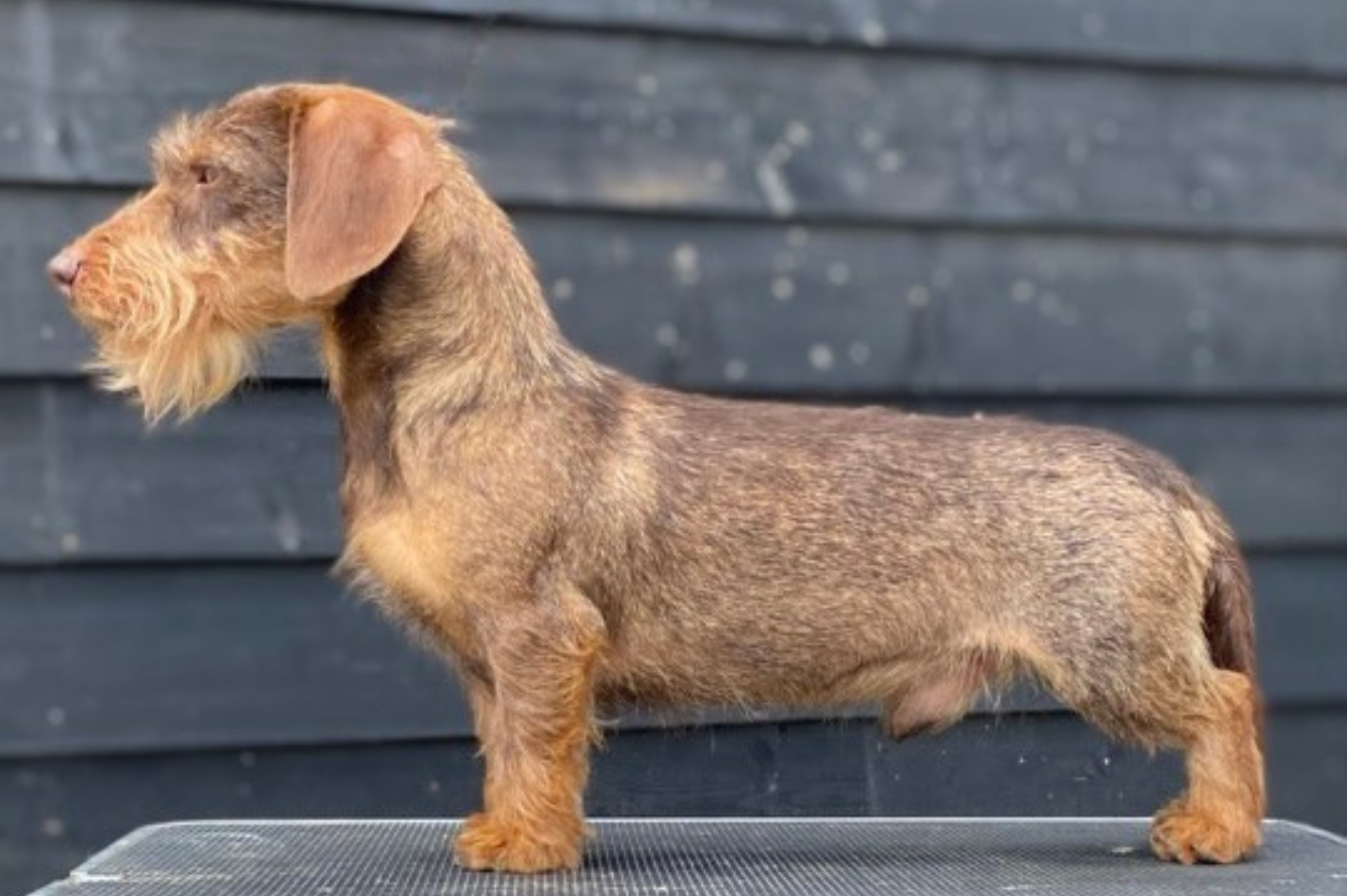 Pure Chocolade van de Hoefstal