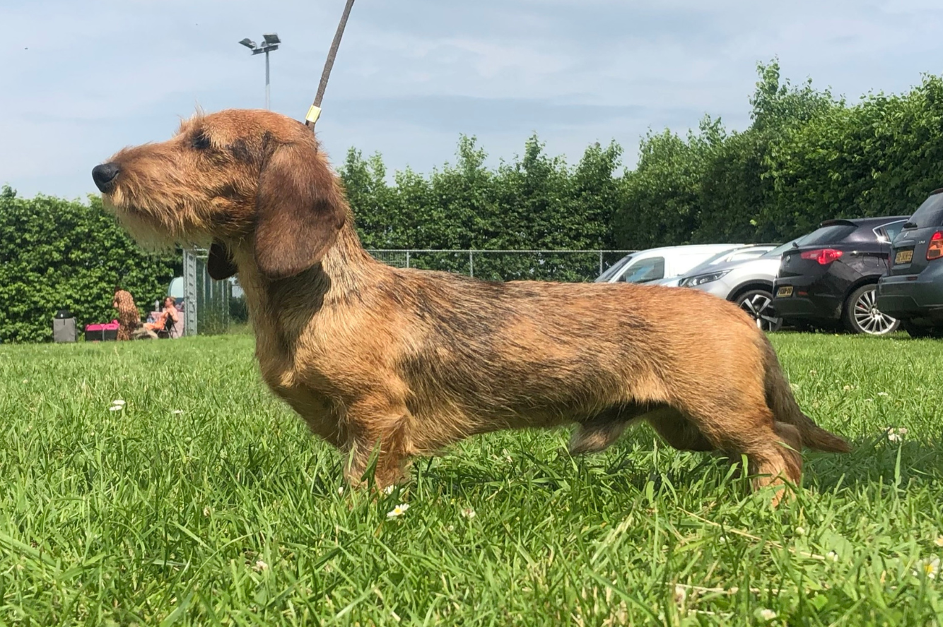 Yellow Yellow van de Hoefstal