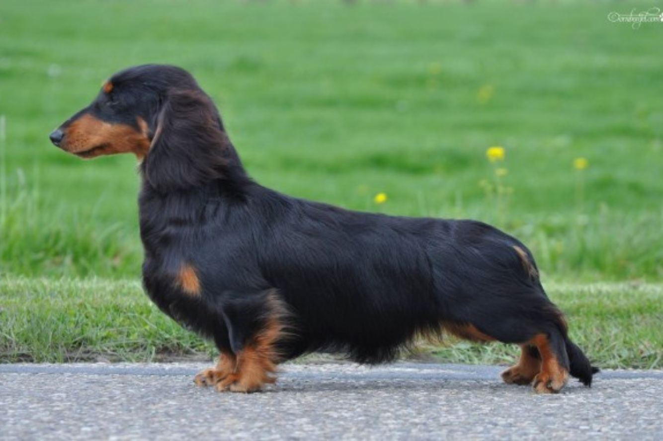 Orthos van de Hoefstal