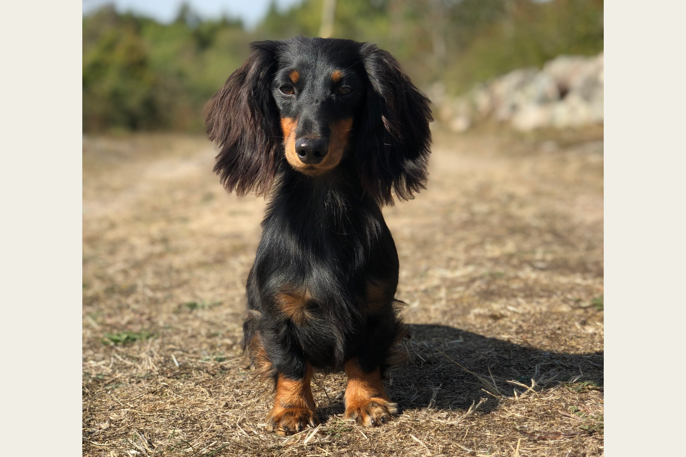 Mijntje van de Hoefstal