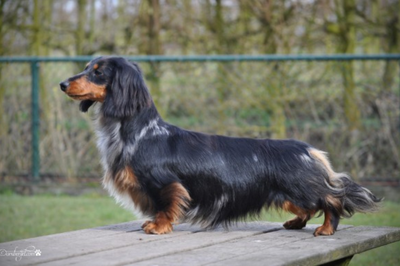 Qwendolyne van de Hoefstal