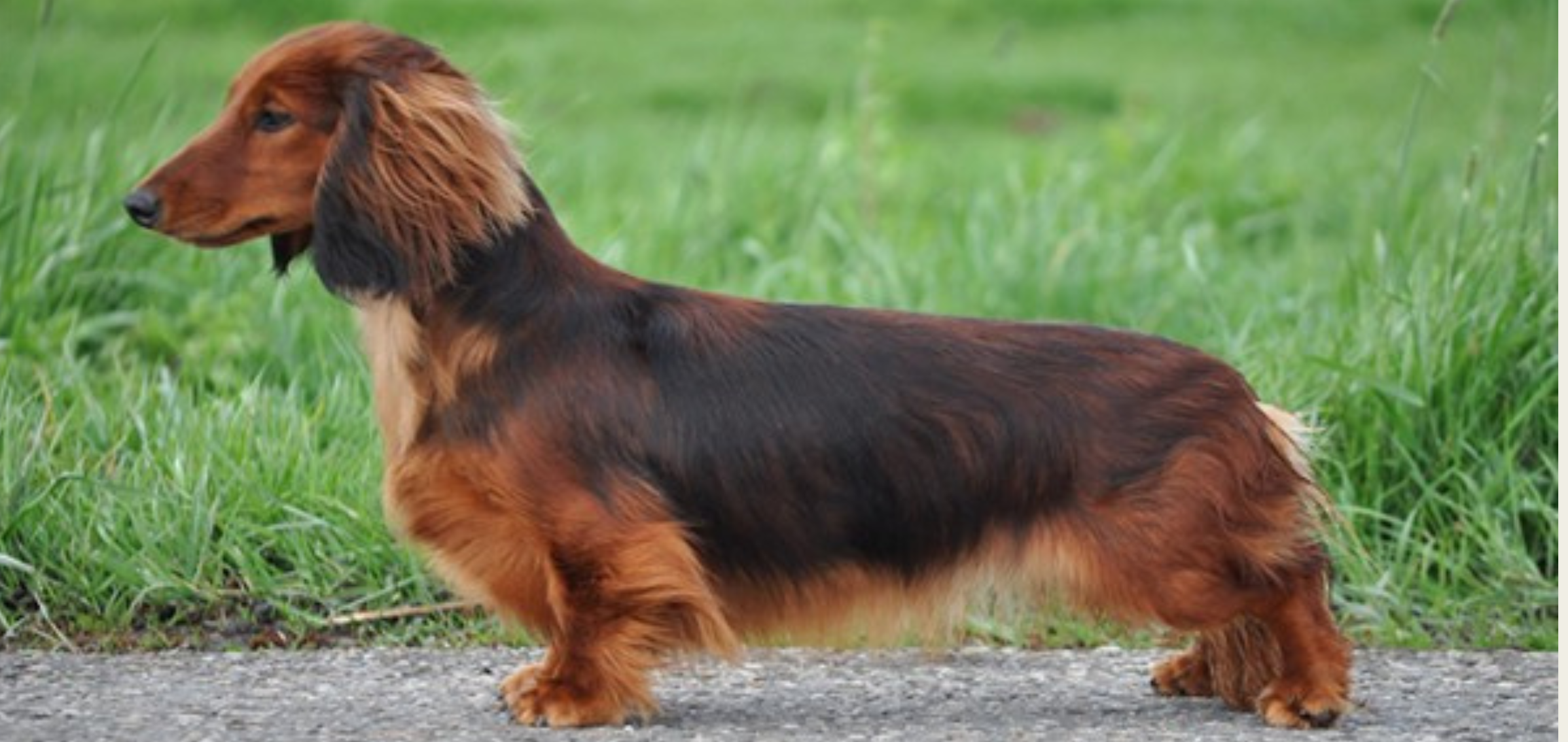 Xilla vd Hoefstal van de Hoefstal