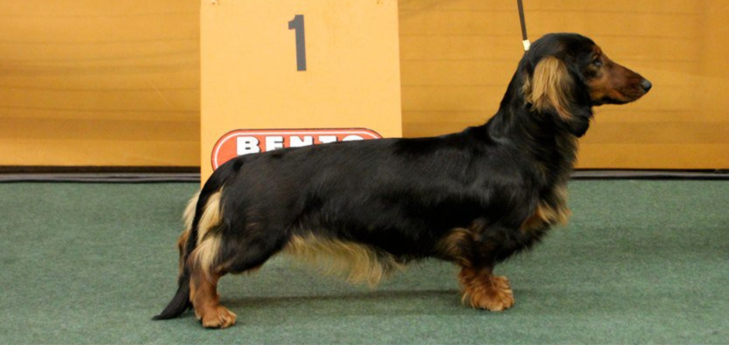 Zita vd Hoefstal van de Hoefstal