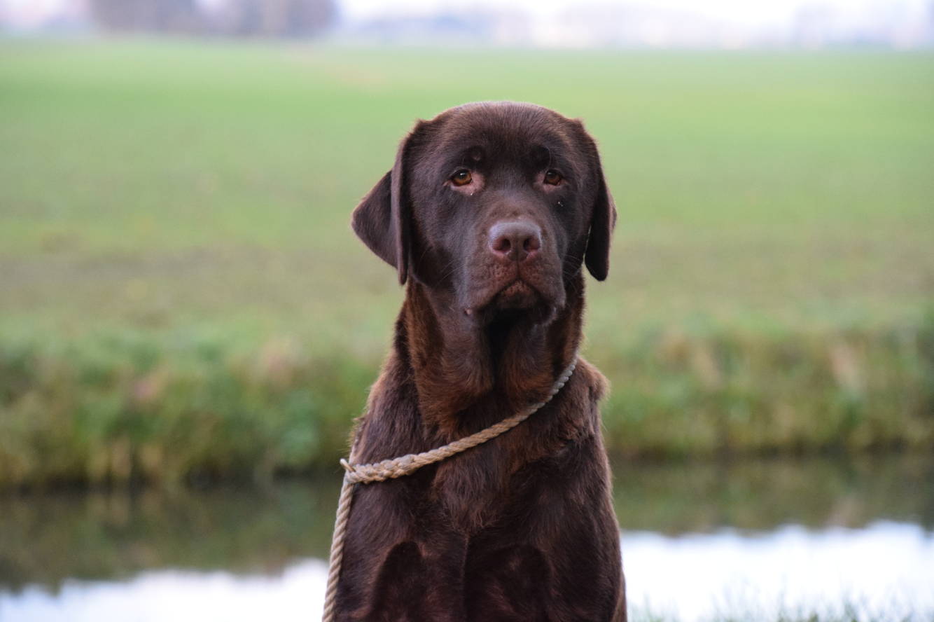 Milka van de Laanhoeve