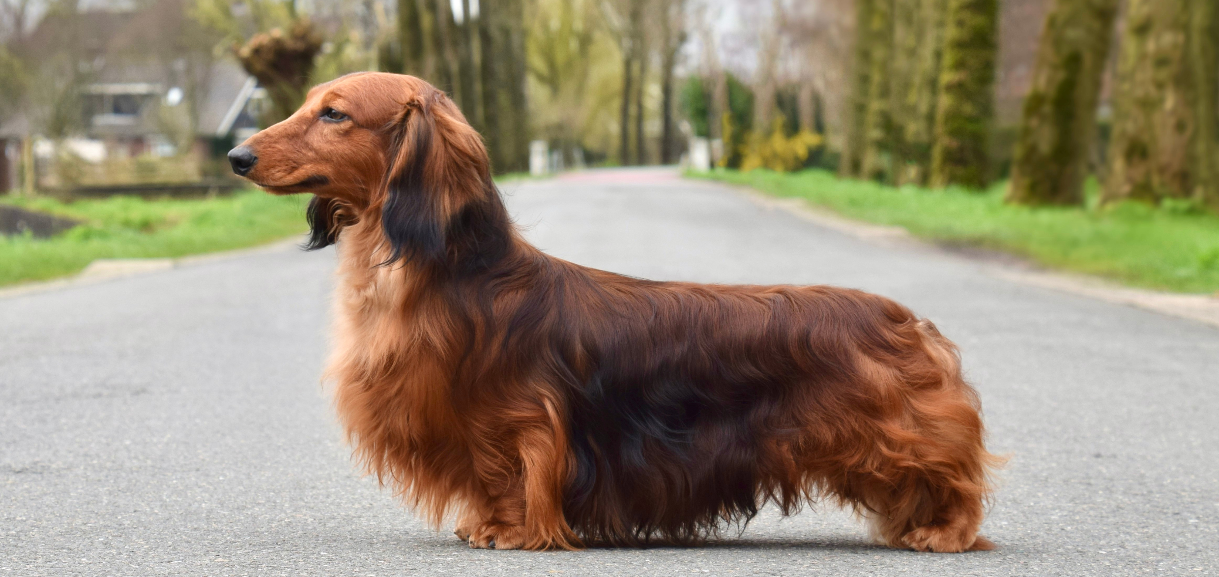 Hovenier vd Hoefstal