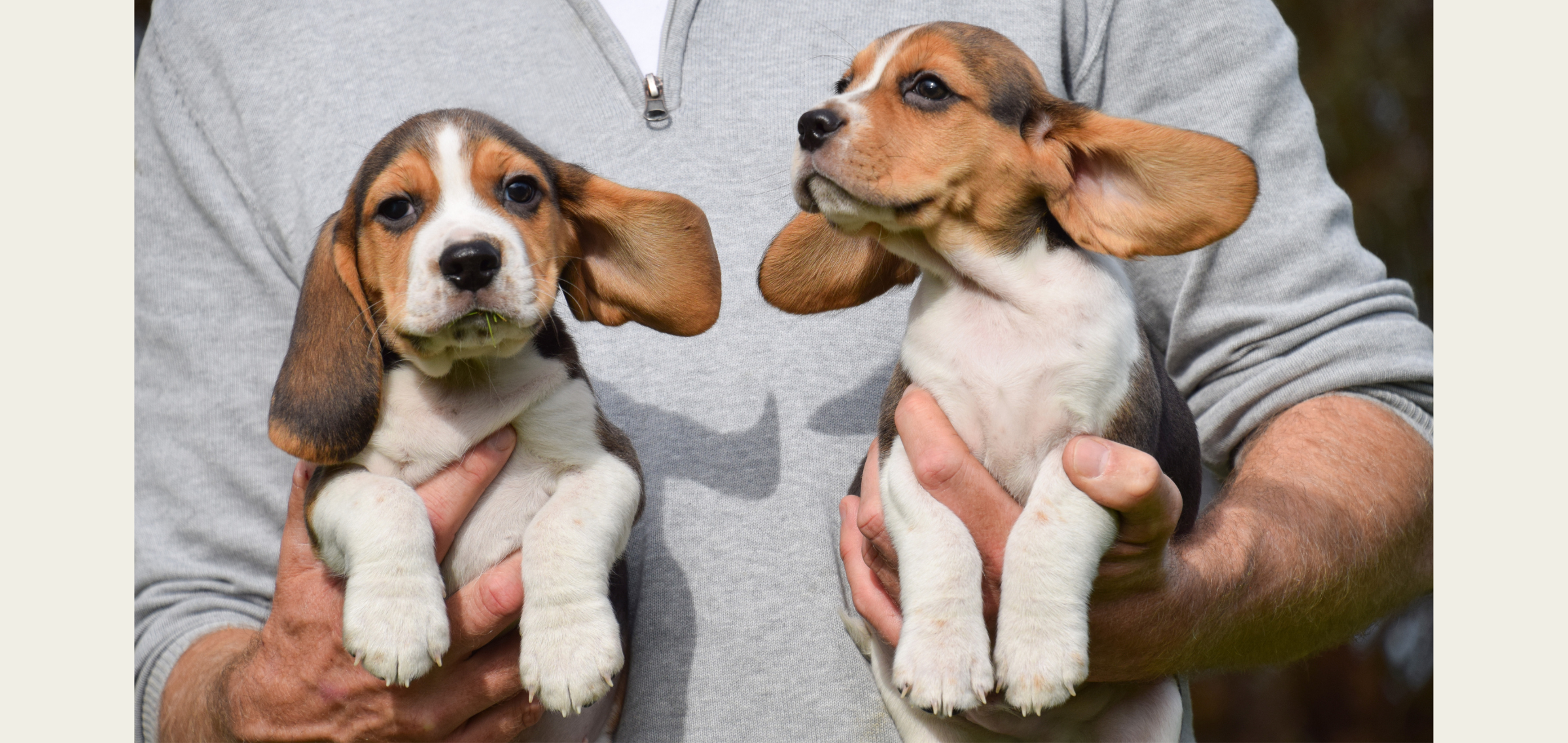 Beaglepup van de Hoefstal