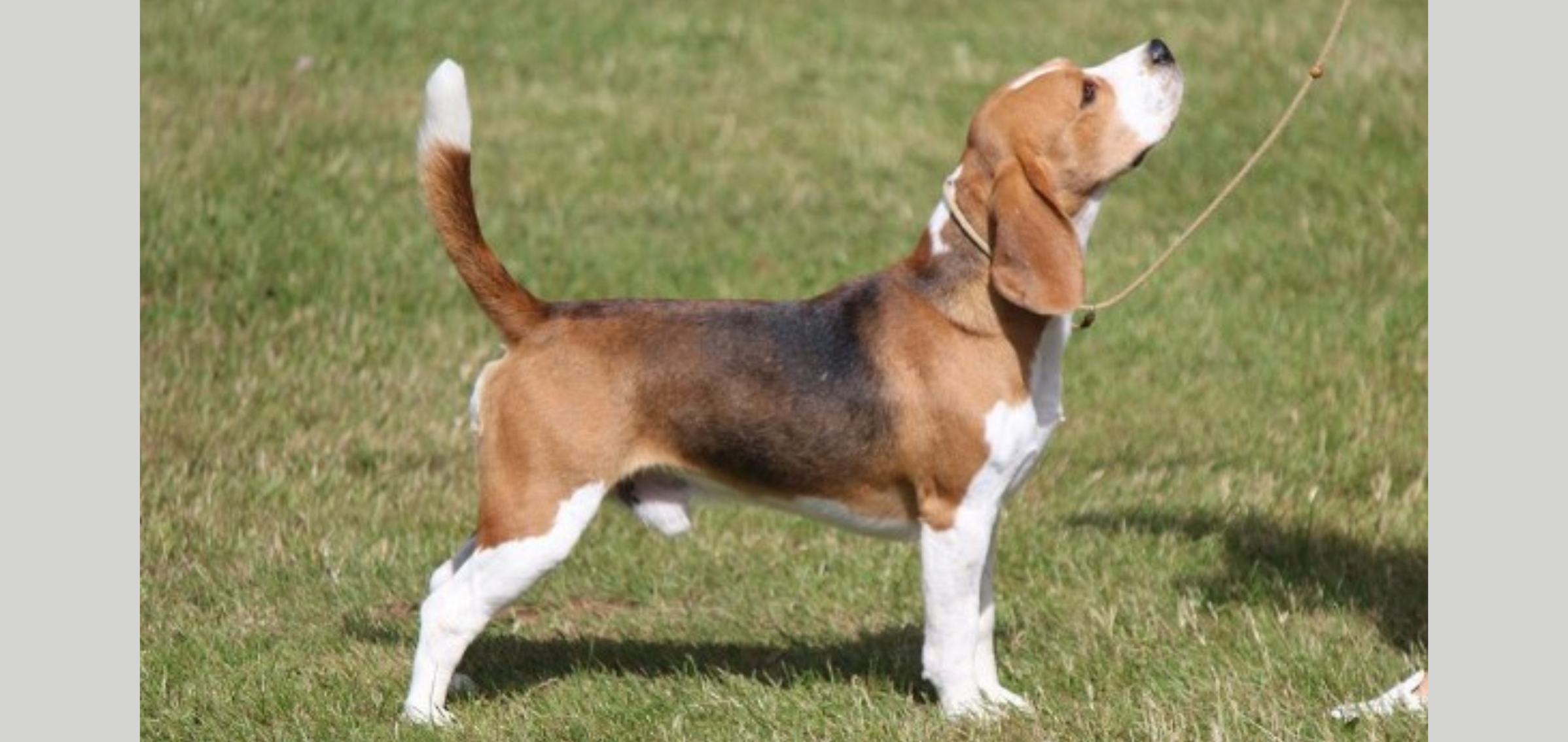 Led Zeppelin van de Hoefstal