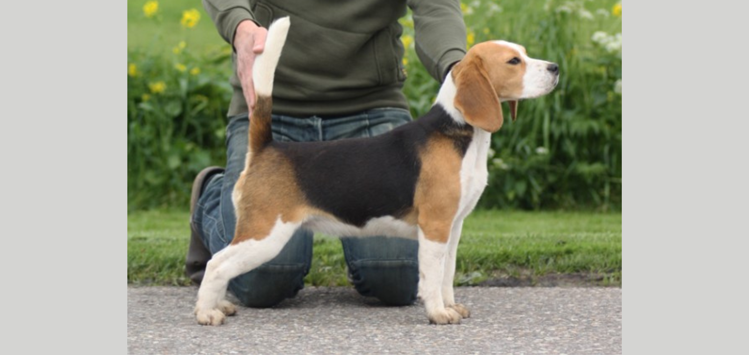 Love Story van de Hoefstal