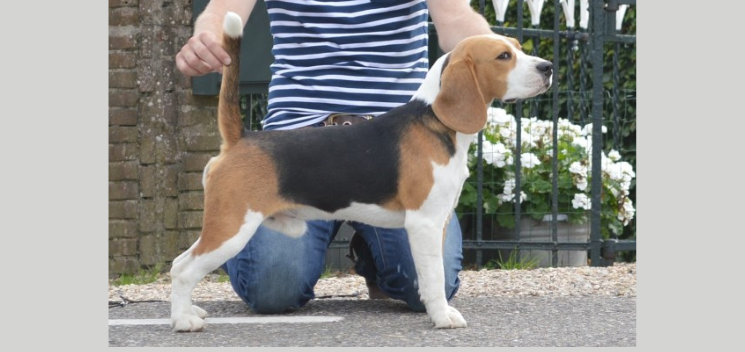 En Ten Tyky Tergy van de Hoefstal