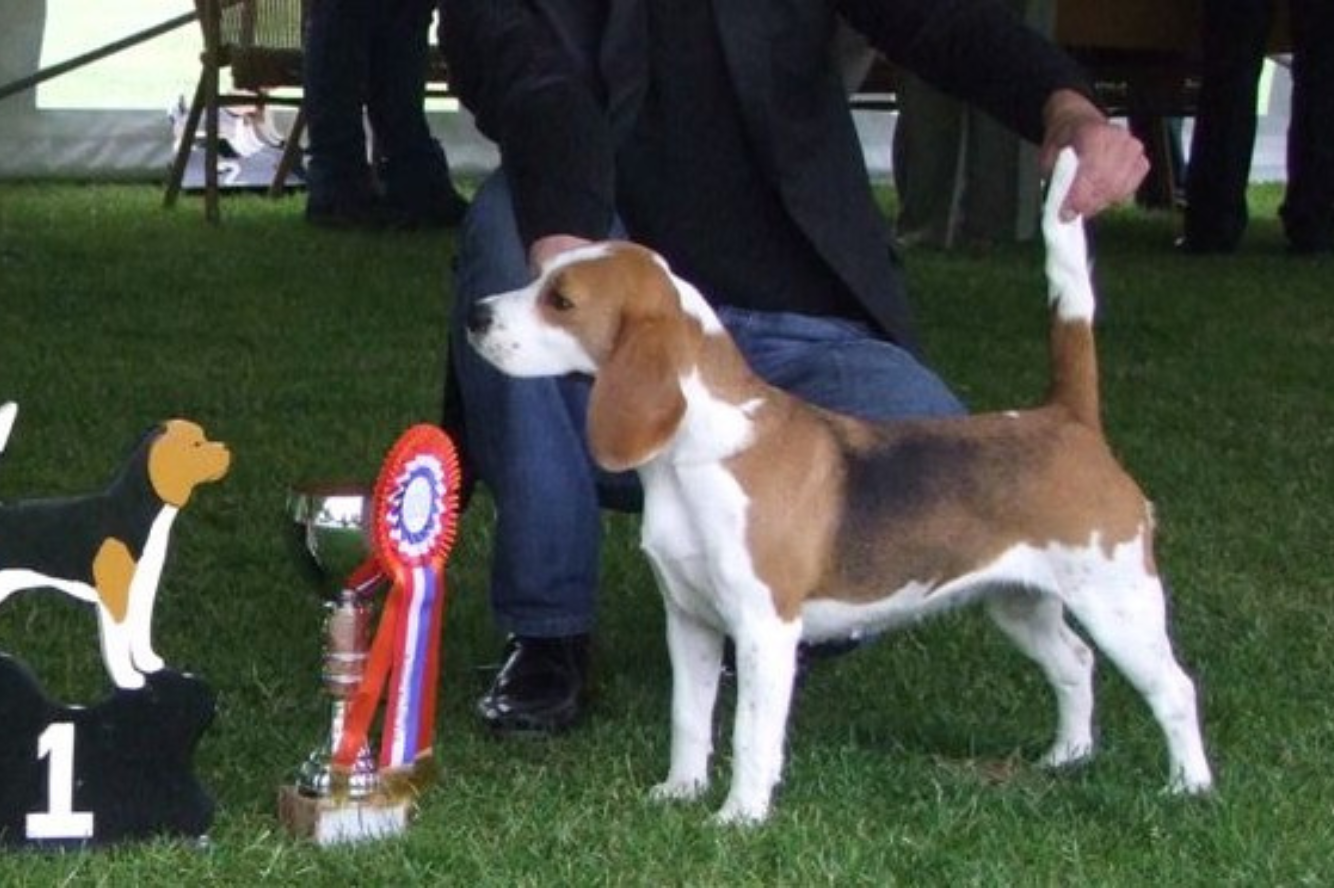 Basic drive’s Ice Cream and Cookies van de Hoefstal